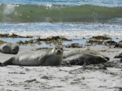 Strand auf der Düne mit Seehunden.