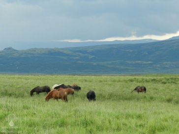 Eine Herde Islandpferde im grünen südwesten Islands.
